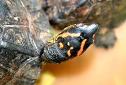 Turttle1