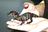 crocky