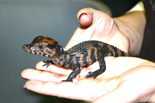 crocky