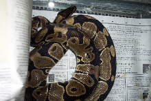 Female 1
