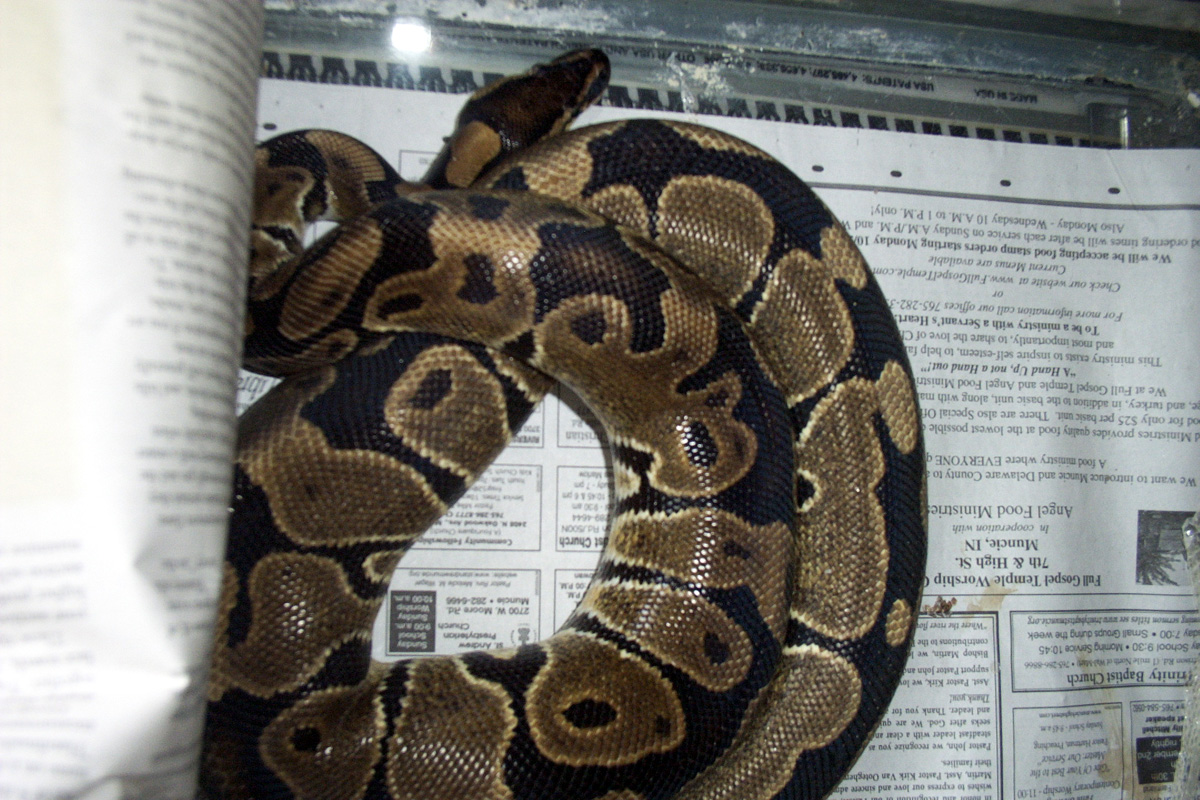 Female 1