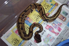 Female 3