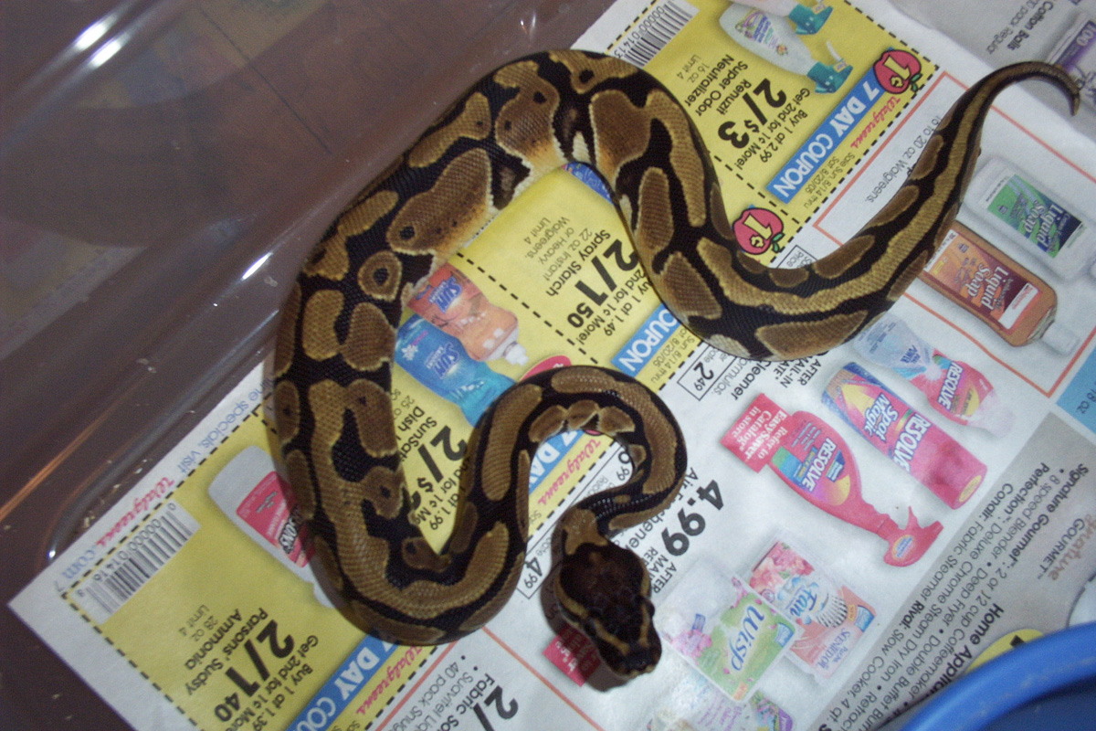 Female 3