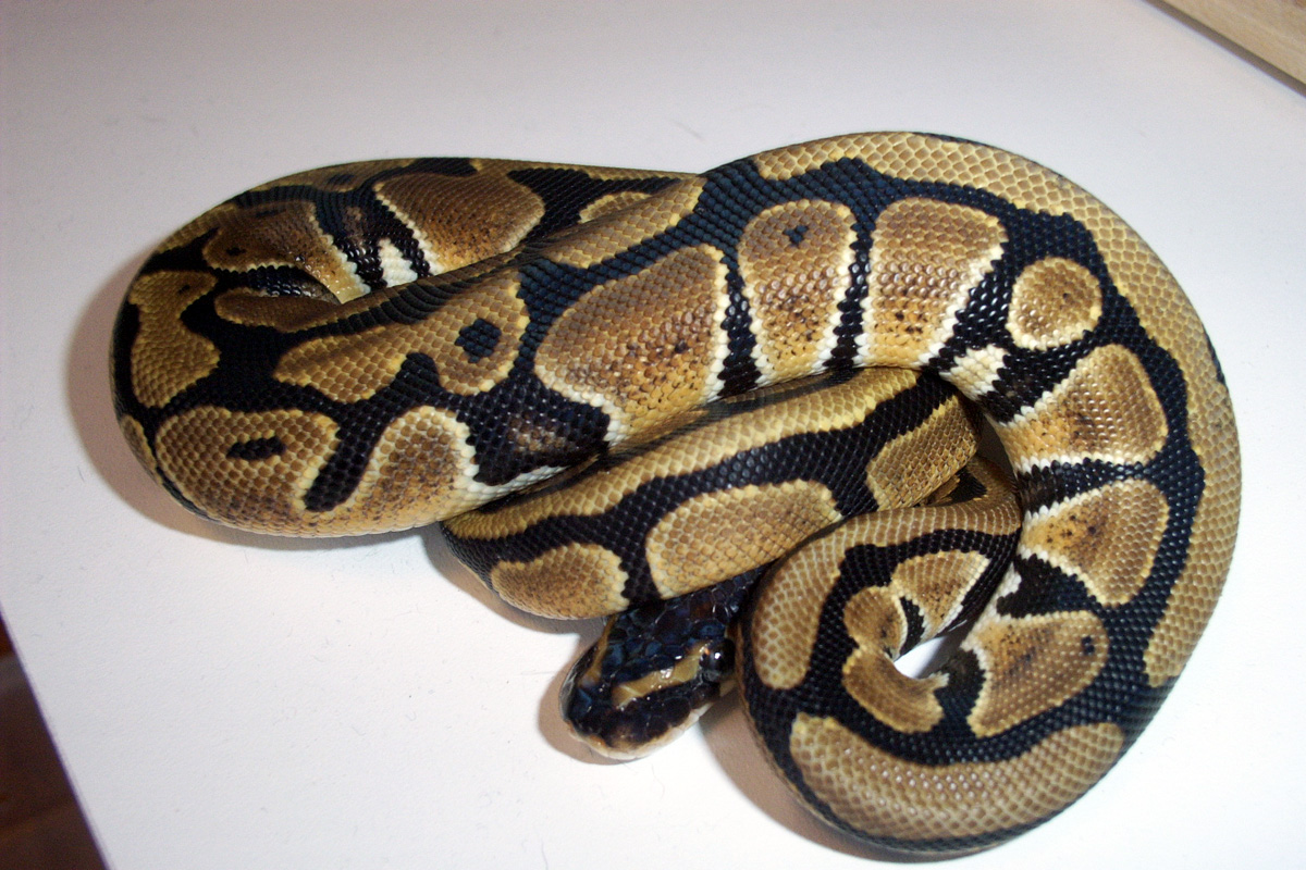 Female 3a