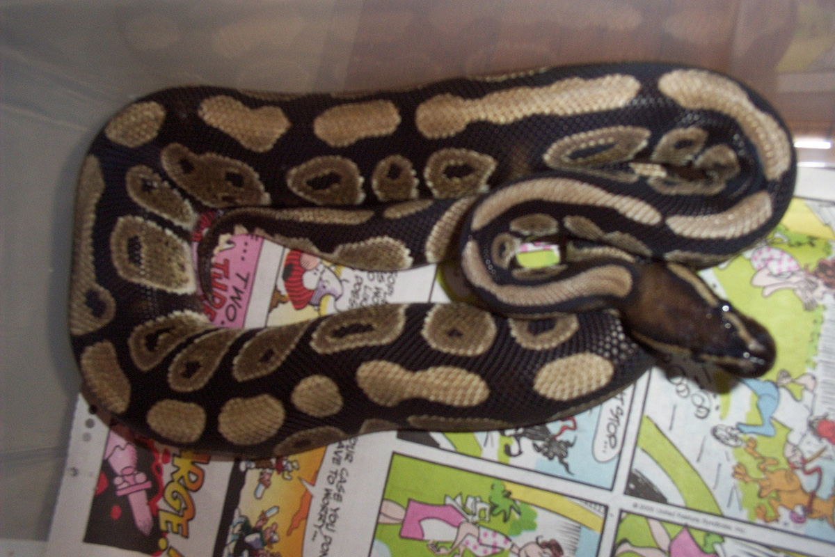 Male 1