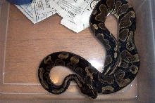 Female 4