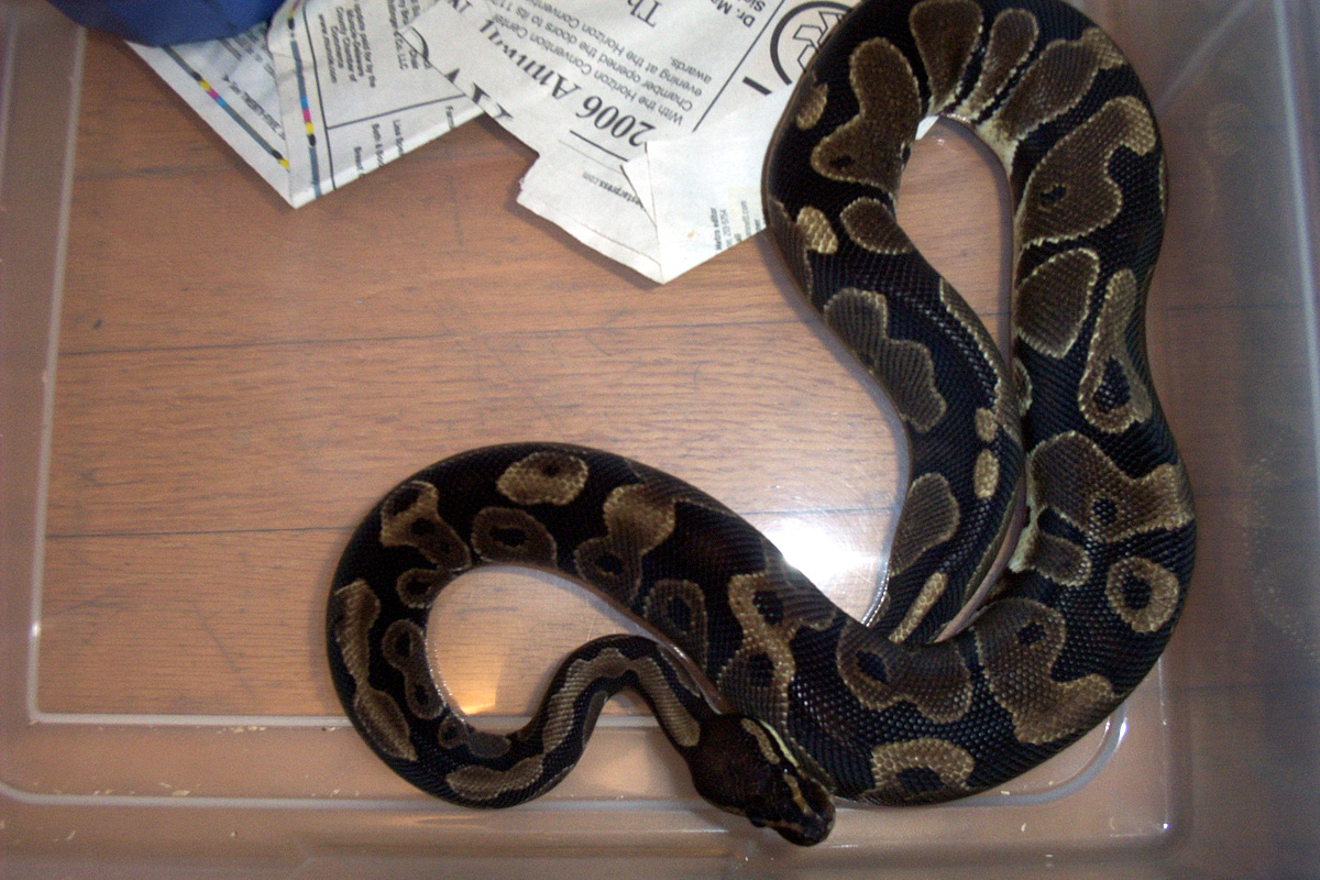 Female 4