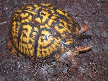 Speedbump - 2