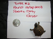 Hathcling # 2 Carapace