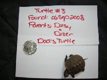 Hatchling # 3 carapace