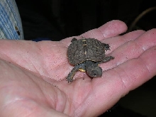 Hatchling # 3- front