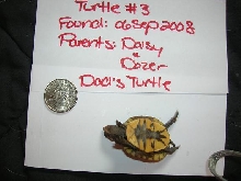 Hatchling # 3 plastron