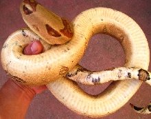 adult male inferno belly