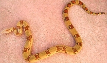 adult inferno male