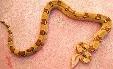 adult inferno male