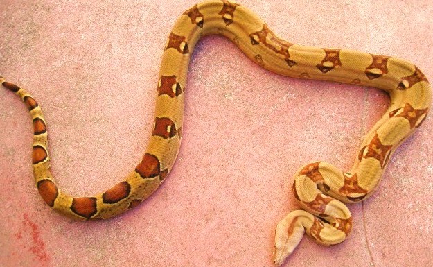 adult inferno male