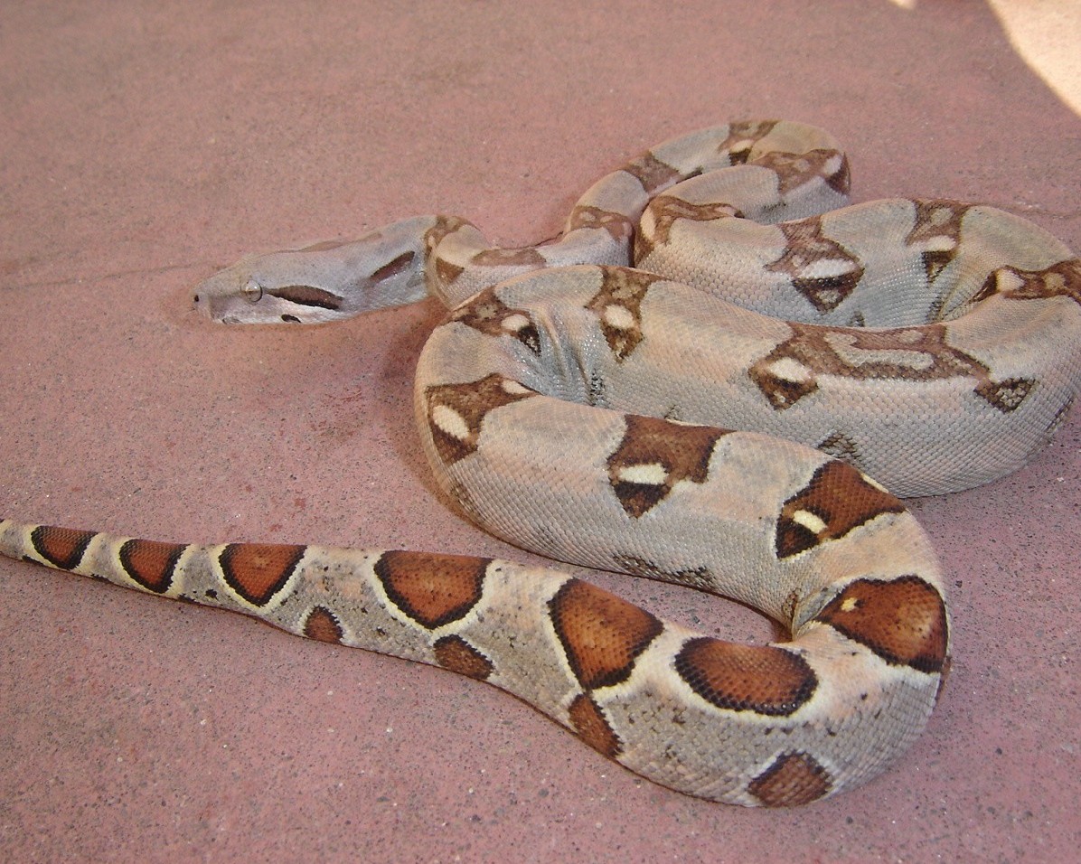 Inferno pastel