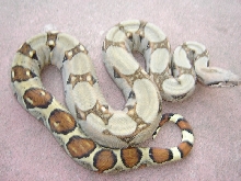 cream pastel