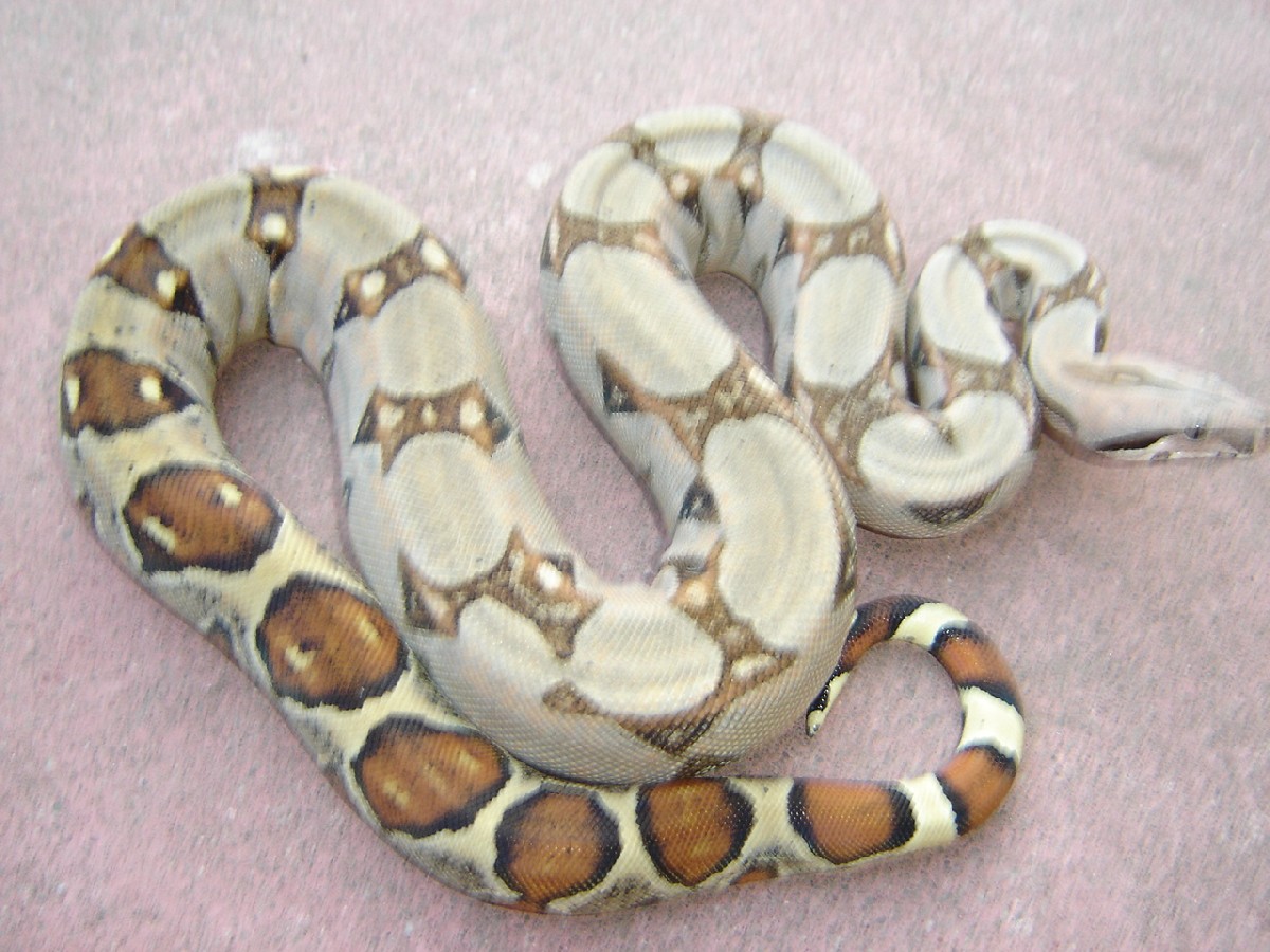 cream pastel