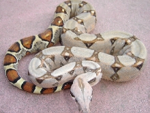 cream pastel