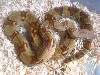 inferno male