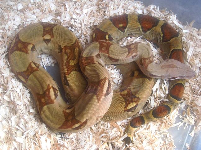 inferno male