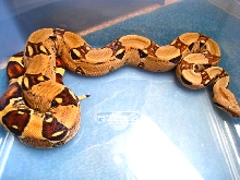 Red Group Jungle sibling
