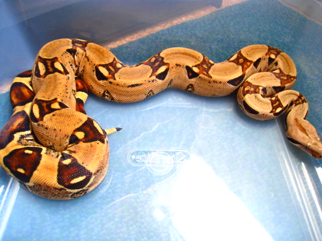Red Group Jungle sibling