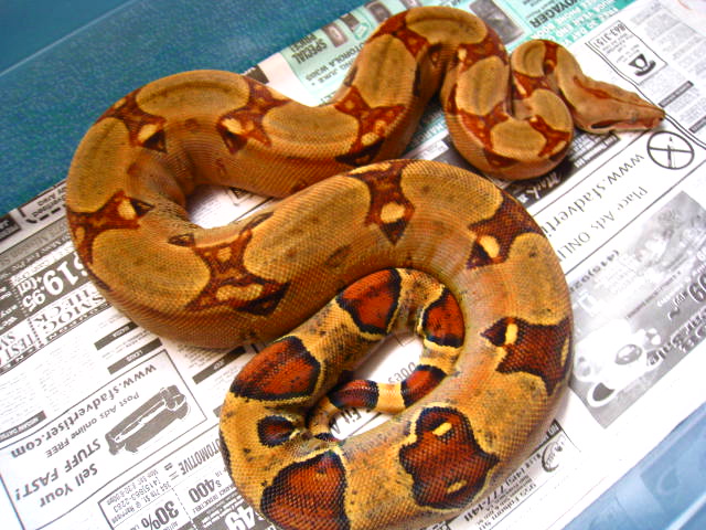 Inferno female