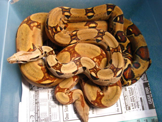 Red Group Inferno