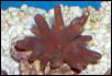 Saltwater - Austin Aquariums