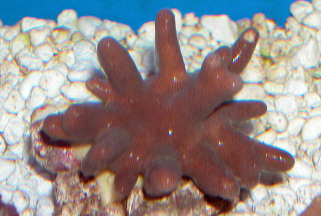 Saltwater - Austin Aquariums