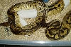 Clown x Pied