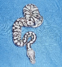 VPI Axanthic Super Pastel