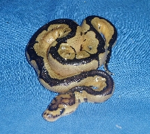 Reduced Pattern Clown