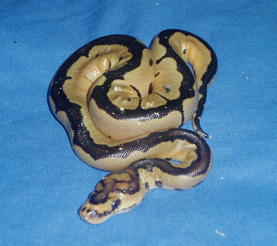 Reduced Pattern Clown
