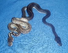 Lesser Cinnamon