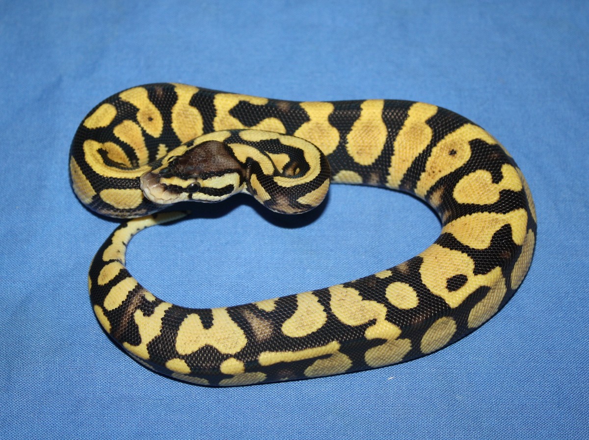 Ball Python 3