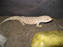 Sav Monitor 1