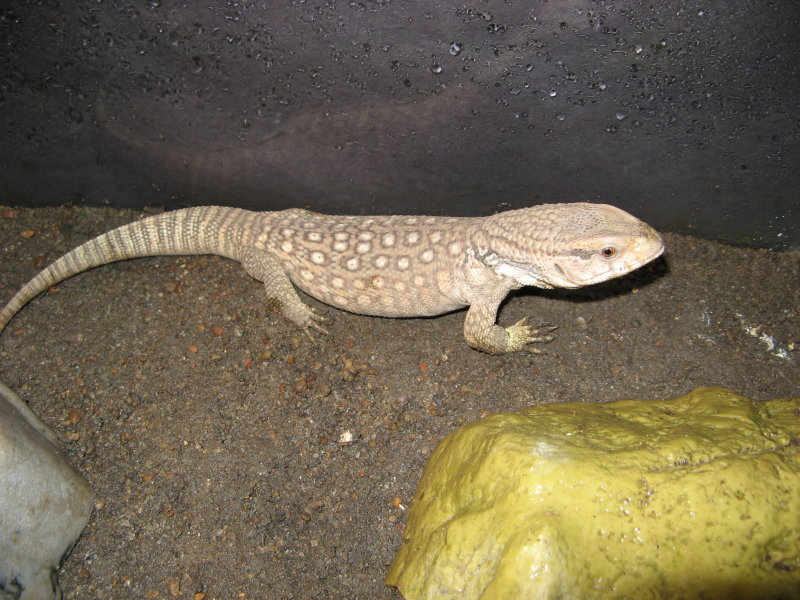 Sav Monitor 1