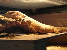 Sav monitor 2