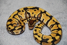Desert male