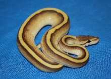 Lesser Genetic Stripe