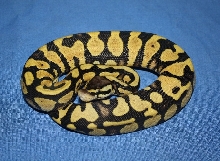 Ball Python 1