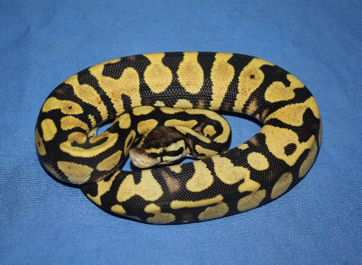 Ball Python 1