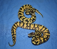 Ball Python 2