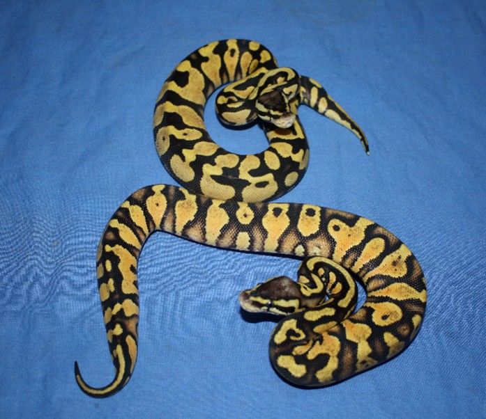 Ball Python 2