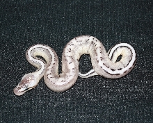 Pastel VPI Axanthic Genetic Stripe