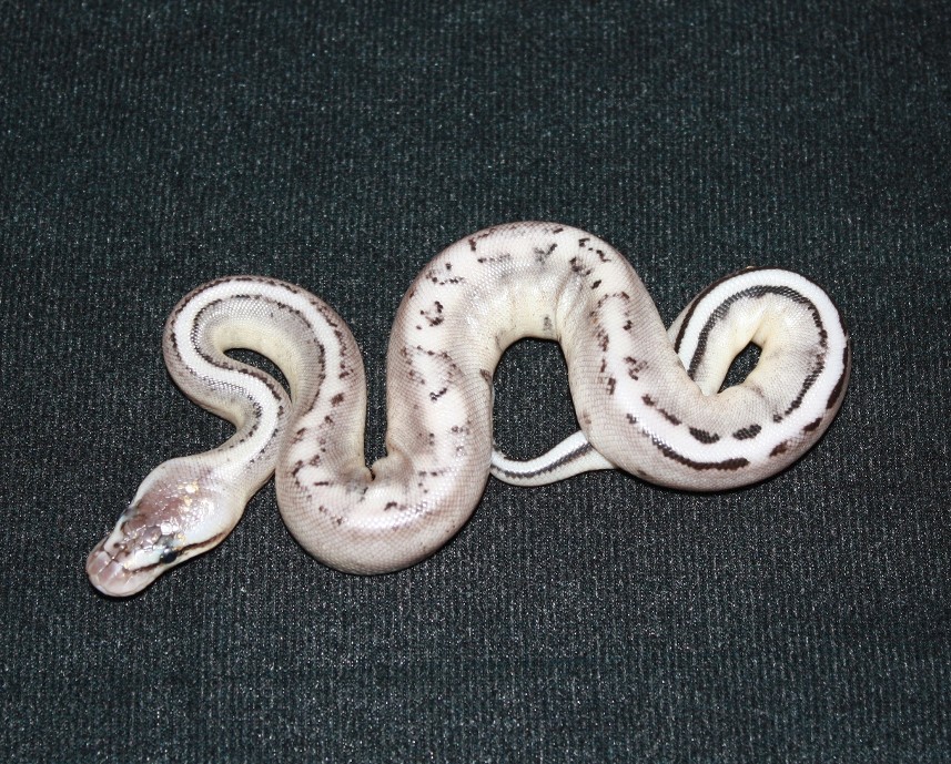 Pastel VPI Axanthic Genetic Stripe