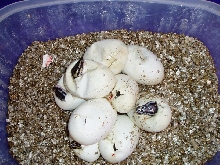 Snow eggs